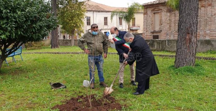 Mileto, un melograno simbolo di unità e condivisione