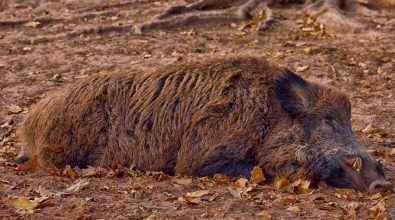 Soriano, cinghiale ferito e aggredito dai cani si trascina sulla strada: l’intervento dell’Enpa