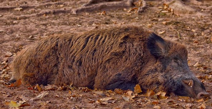 Soriano, cinghiale ferito e aggredito dai cani si trascina sulla strada: l’intervento dell’Enpa