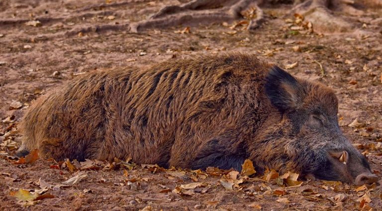 Soriano, cinghiale ferito e aggredito dai cani si trascina sulla strada: l’intervento dell’Enpa