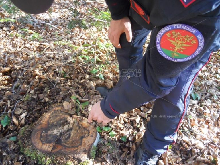 Truffa, furto e invasione di proprietà: due denunciati dai carabinieri forestali