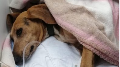 Bocconi avvelenati alla pineta di Pizzo: cagnolina salvata dalle volontarie dell’Enpa