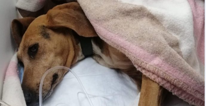 Bocconi avvelenati alla pineta di Pizzo: cagnolina salvata dalle volontarie dell’Enpa