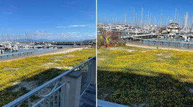 Vibo Marina, il prato fiorito in riva al mare: insolito fenomeno al porto