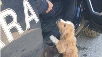 Mileto, cucciolo abbandonato salvato dai carabinieri forestali