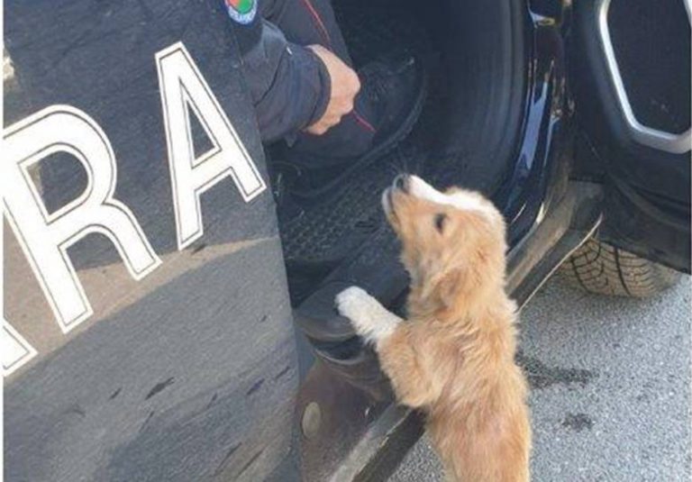 Mileto, cucciolo abbandonato salvato dai carabinieri forestali