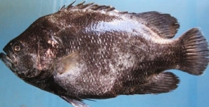 Raro pesce foglia catturato nel mare di Pizzo