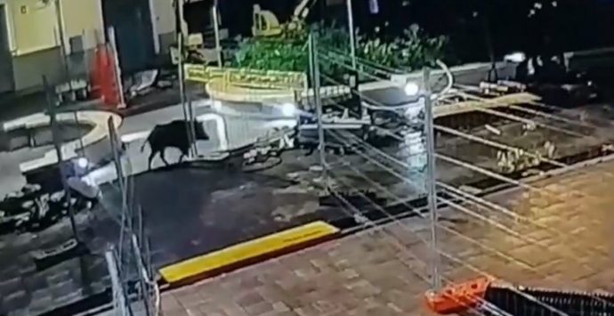 Cinghiale a spasso nel centro di Tropea: ecco il video dell’incursione