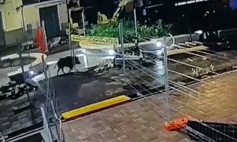 Cinghiale a spasso nel centro di Tropea: ecco il video dell’incursione