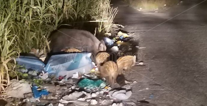 Il pasto dei cinghiali tra i rifiuti di Vibo Marina “disturbato” dai fari di un’auto – Video