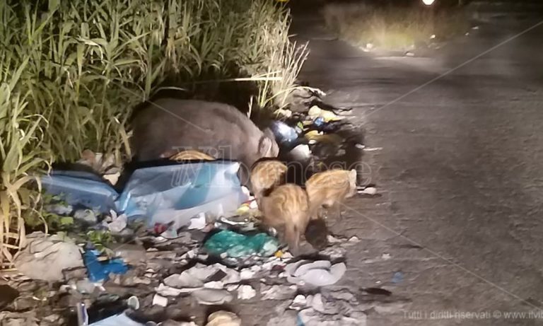 Il pasto dei cinghiali tra i rifiuti di Vibo Marina “disturbato” dai fari di un’auto – Video