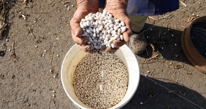 La “sujaca” di Caria: i fagioli bianchi vero tesoro del Monte Poro – Video