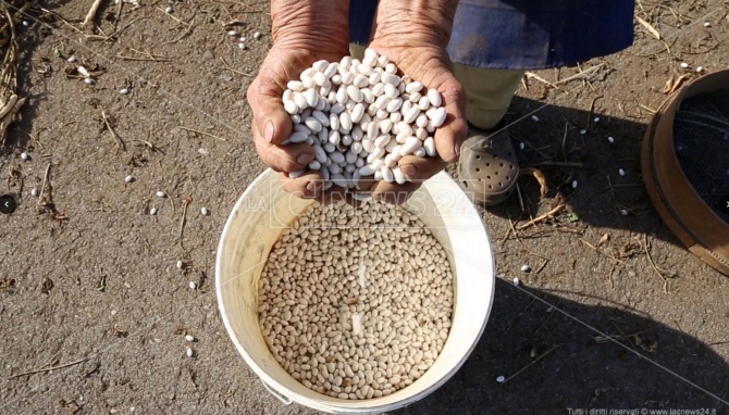La “sujaca” di Caria: i fagioli bianchi vero tesoro del Monte Poro – Video