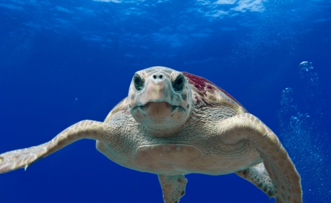 Giornata del mare, con l’app della Guardia costiera si potranno segnalare avvistamenti di specie protette