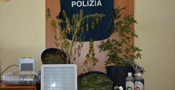 Piante di marijuana in casa: pm chiede 6 anni, Tribunale di Vibo lo assolve