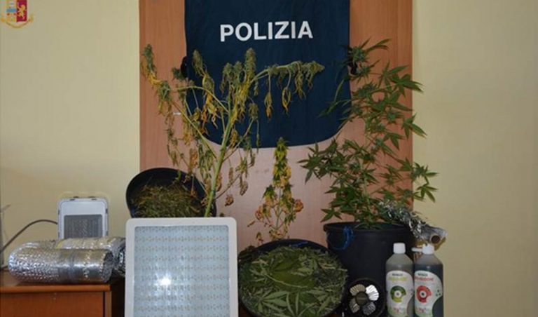 Piante di marijuana in casa: pm chiede 6 anni, Tribunale di Vibo lo assolve