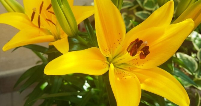 Portosalvo “borgo dei fiori”: oltre 200 piante coloreranno la frazione di Vibo