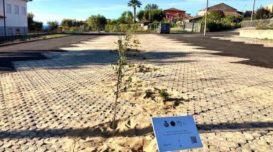 Ricadi, i bambini della primaria piantano 15 ulivi in ricordo delle vittime del Covid