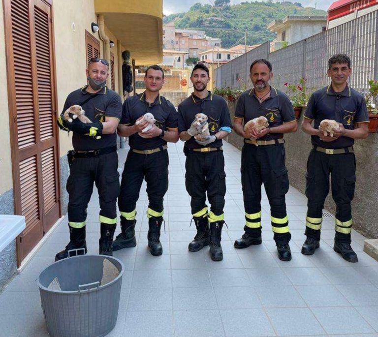 Tropea, cagnolini in una scarpata salvati dai vigili del fuoco