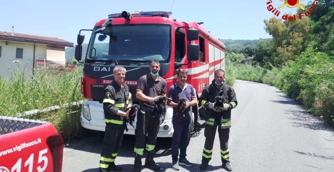 Cagnolini in un dirupo salvati dai vigili del fuoco a Bivona