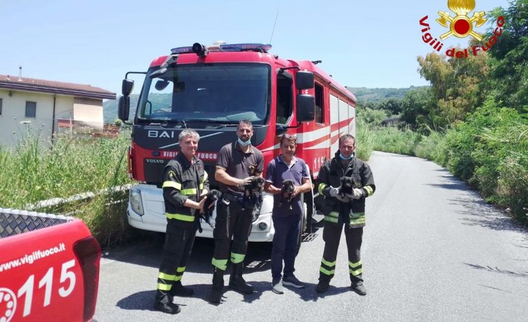 Cagnolini in un dirupo salvati dai vigili del fuoco a Bivona