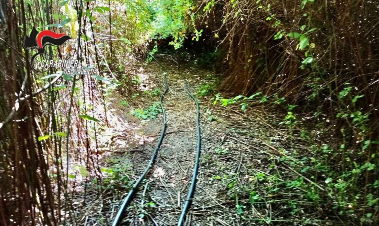 Operazione antidroga tra Nicotera e Capistrano: sequestri e un arresto – Video