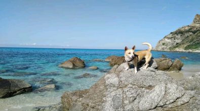 Tropea e Zambrone: No agli animali in spiaggia, ma è un’ordinanza della Capitaneria