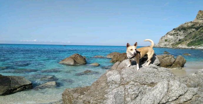 Tropea e Zambrone: No agli animali in spiaggia, ma è un’ordinanza della Capitaneria