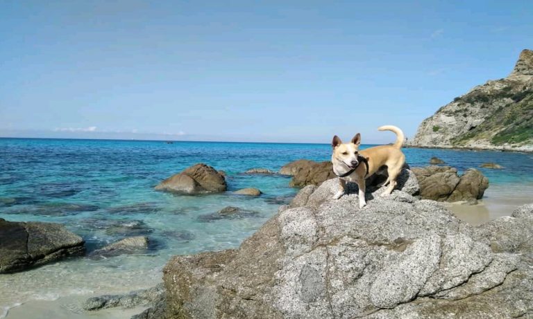 Tropea e Zambrone: No agli animali in spiaggia, ma è un’ordinanza della Capitaneria