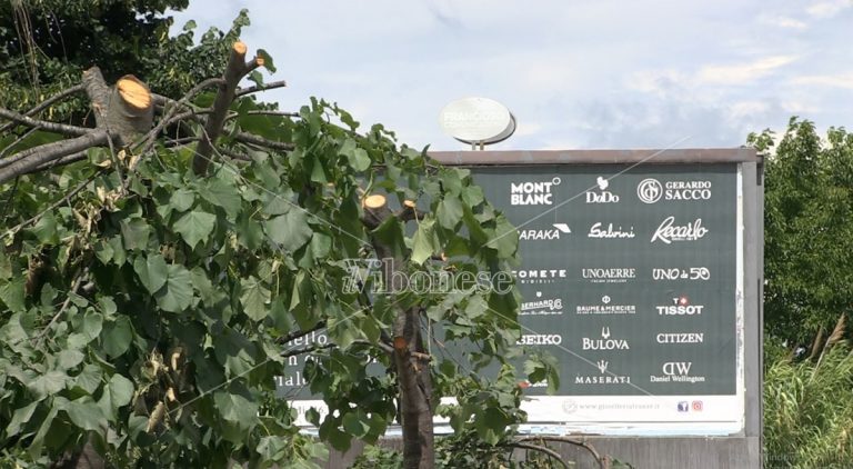 Alberi “sfregiati” a Vibo per rendere visibili i cartelloni pubblicitari – Foto