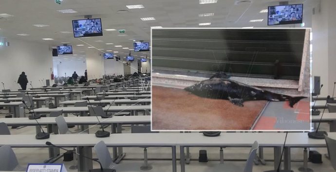 Rinascita Scott: Bartolomeo Arena, il delfino morto e l’incendio del furgone a De Angelis