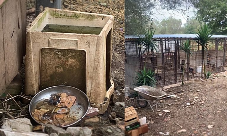 Sequestro cani a Sant’Onofrio, Enpa Vibo: «Detenuti in pessime condizioni»