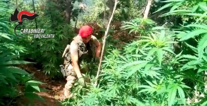 Marijuana: piantagione scoperta dai carabinieri a Nardodipace