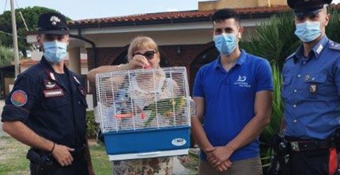 In vacanza nel Vibonese smarrisce il pappagallo, ritrovato dai carabinieri