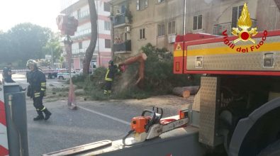 Albero caduto su auto a Vibo, Miceli: «Avevamo già segnalato il pericolo»