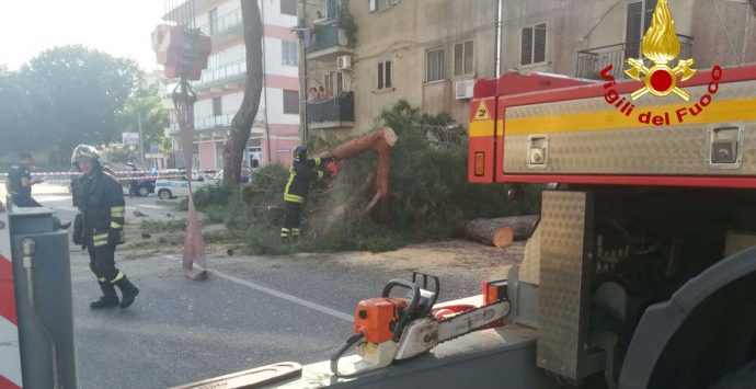 Albero caduto su auto a Vibo, Miceli: «Avevamo già segnalato il pericolo»