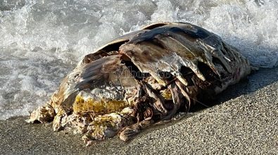 Carcassa di tartaruga recuperata nelle acque di Briatico