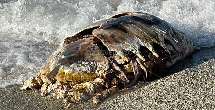 Carcassa di tartaruga recuperata nelle acque di Briatico