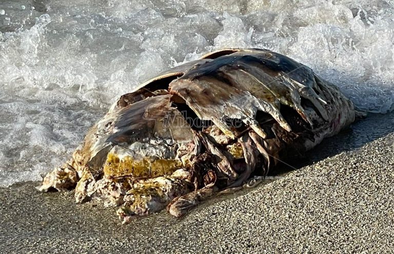 Carcassa di tartaruga recuperata nelle acque di Briatico