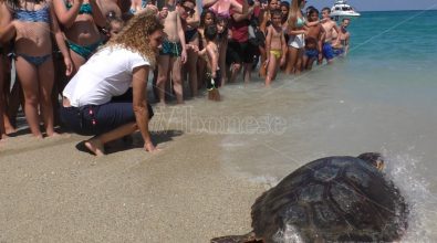 Vibo Marina, la tartaruga Eneida riconquista il mare -Video