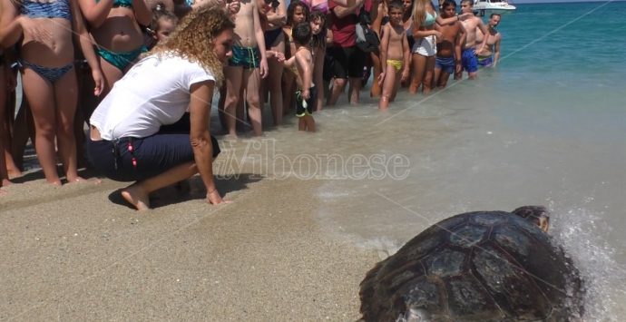 Vibo Marina, la tartaruga Eneida riconquista il mare -Video
