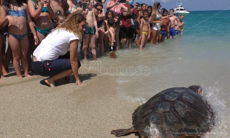 Vibo Marina, la tartaruga Eneida riconquista il mare -Video