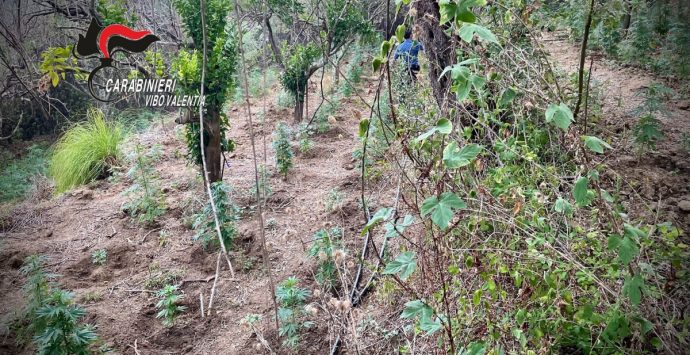 Piantagione di marijuana scoperta a Nicotera, due arresti -Video