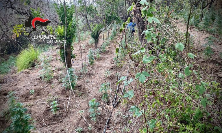 Piantagione di marijuana a Nicotera, 48enne di San Calogero lascia i domiciliari