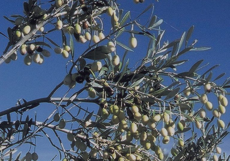 Un “Olivo bianco” in ogni chiesa: insieme Italia Nostra, Wwf e Archeoclub Vibo