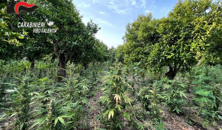 Marjuana, diecimila piante nel Vibonese: arrestato imprenditore – Video