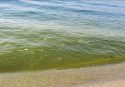 Schiuma giallastra nel mare di Bivona, il sindaco Limardo: «È polline»