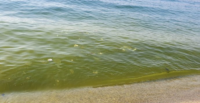 Schiuma giallastra nel mare di Bivona, il sindaco Limardo: «È polline»