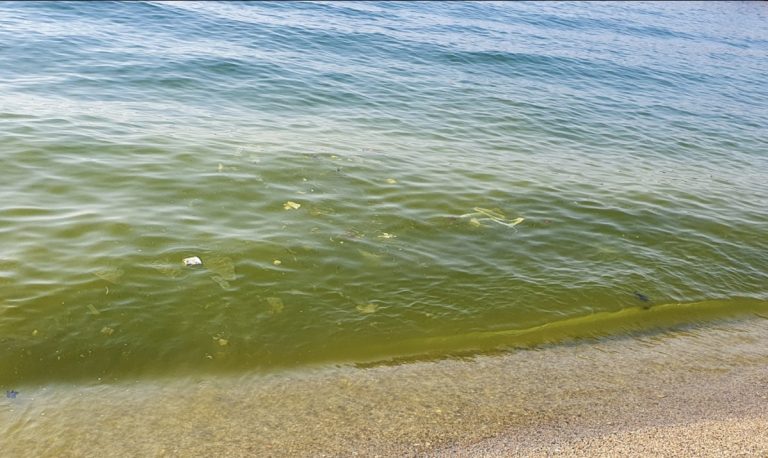 Schiuma giallastra nel mare di Bivona, il sindaco Limardo: «È polline»