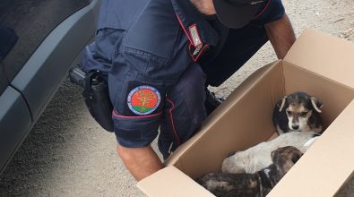 Monte Poro, tre cagnolini abbandonati messi in salvo dai carabinieri forestali